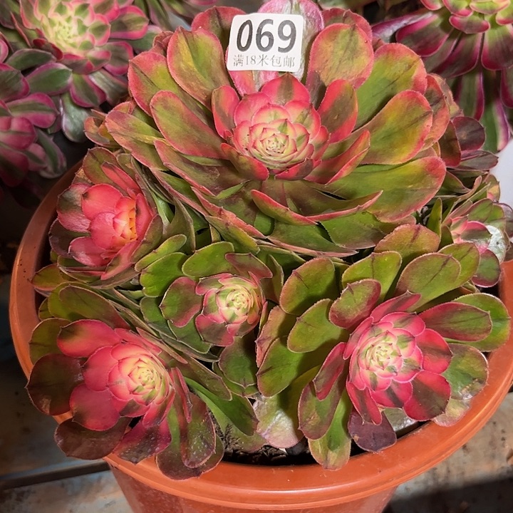 069荔枝朵朵发发发