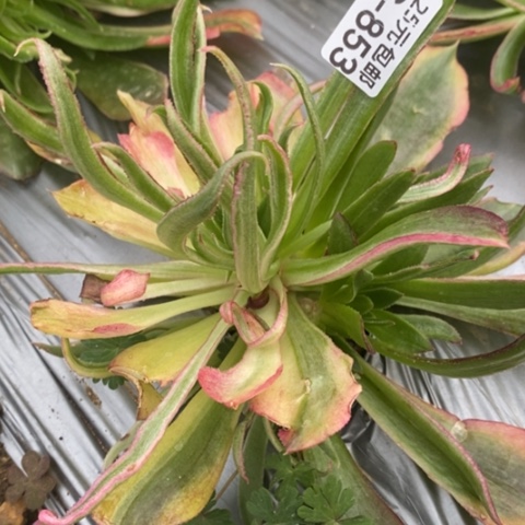 853光辉鱿鱼丝满25包邮多肉