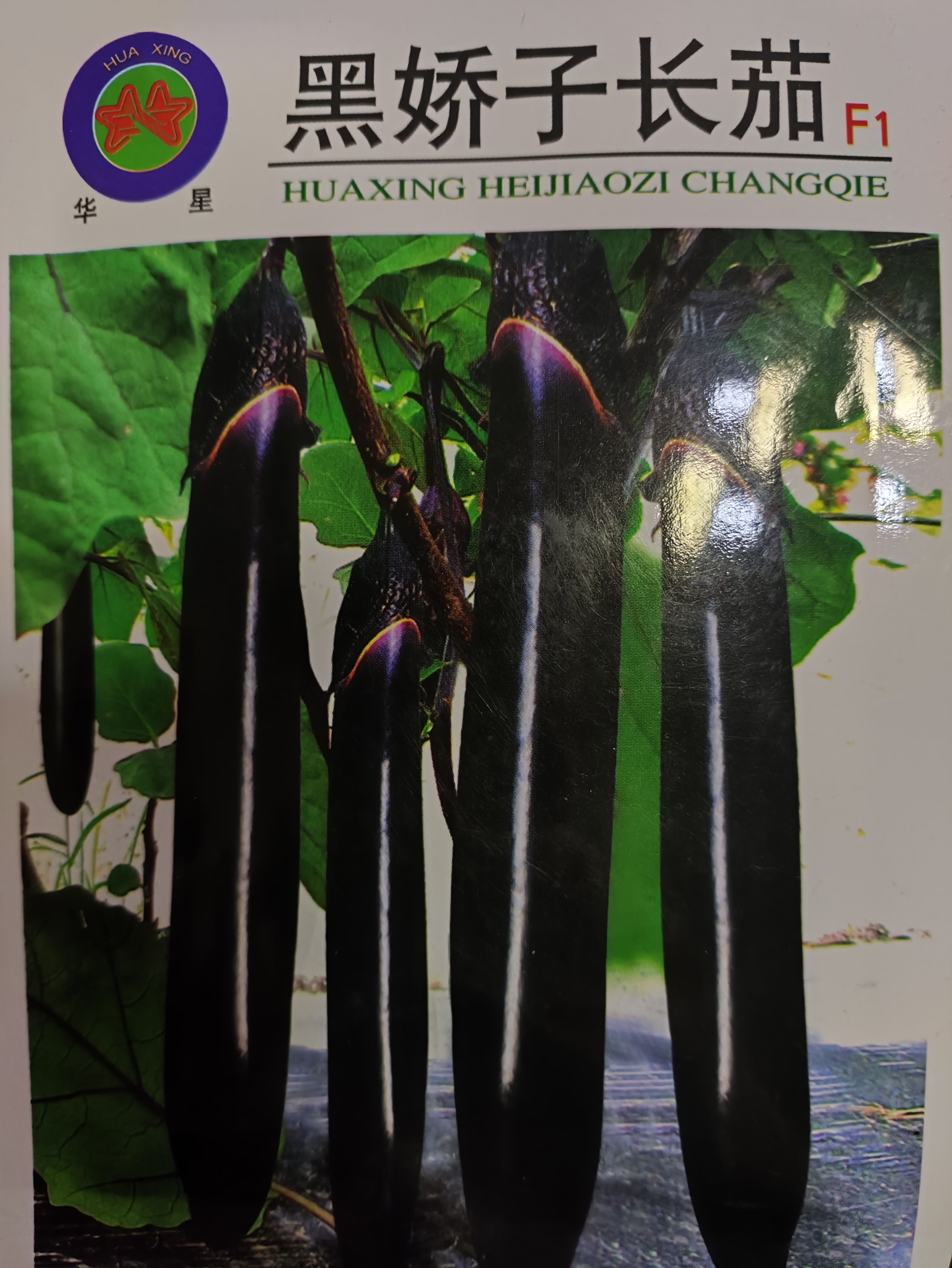 黑娇子长茄油亮型长棒茄子
