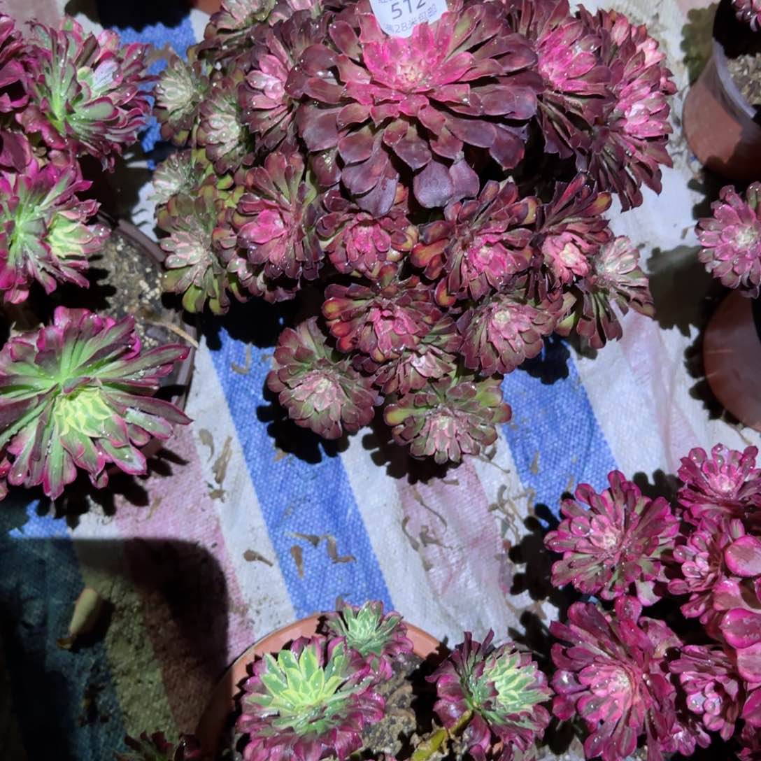 雪姬法师多肉512