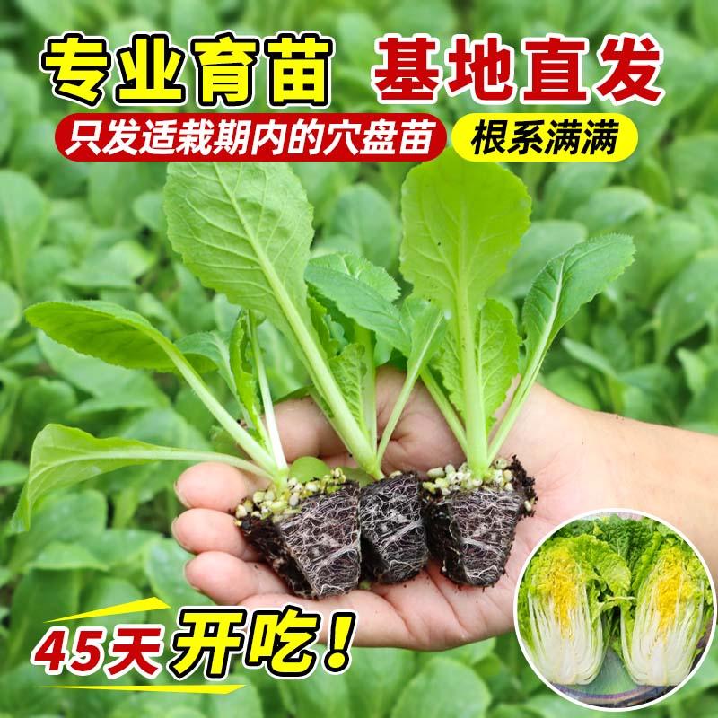 抗热高产早熟黄心大白菜秧苗种籽带土球秋冬四季耐寒盆栽地栽