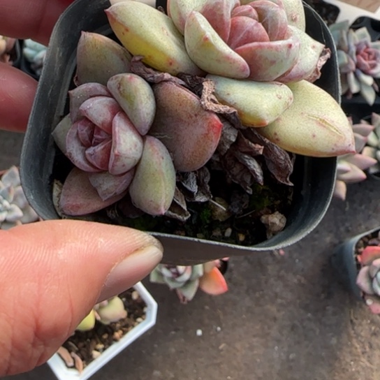 宝***宝19德国香槟多肉植物多