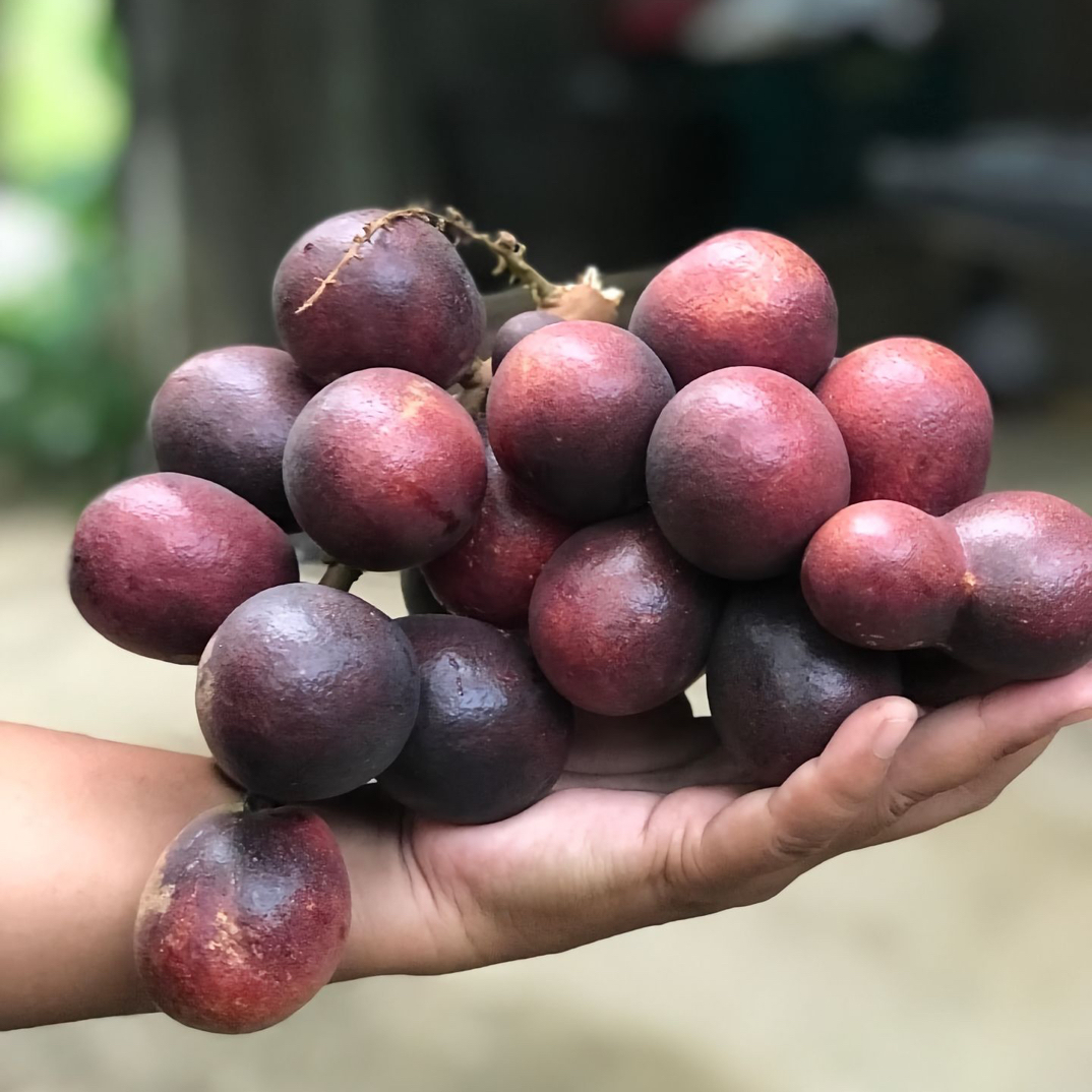 斐济龙眼 榴莲香味 绿植盆栽 一物一拍