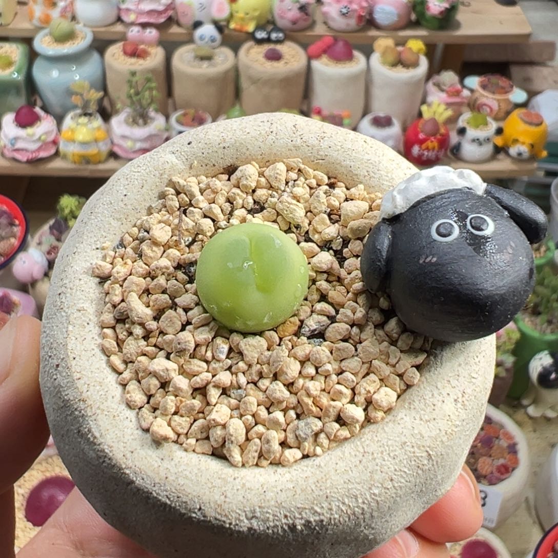 多肉植物15号拉登