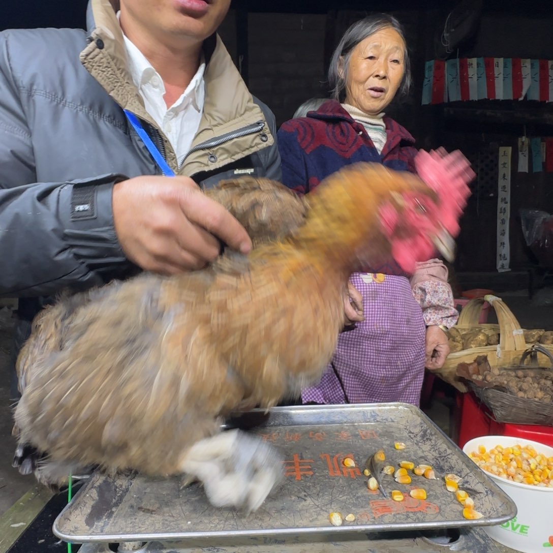 包装中国大陆2614樱桃鸡