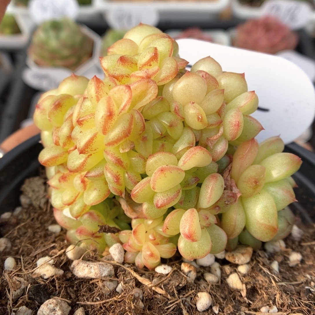 灯泡珍妮群生905号