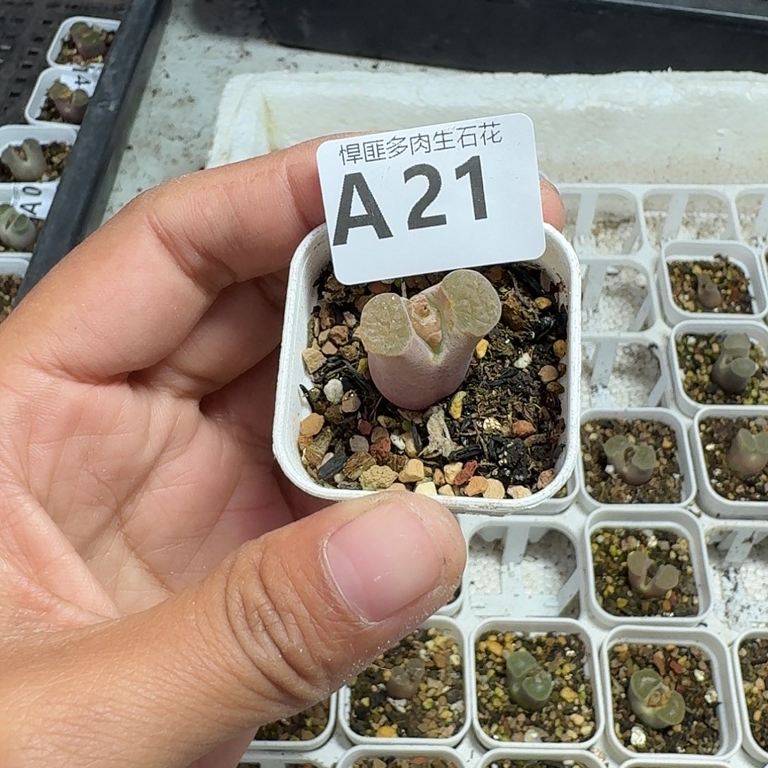 21多肉植物多肉植物