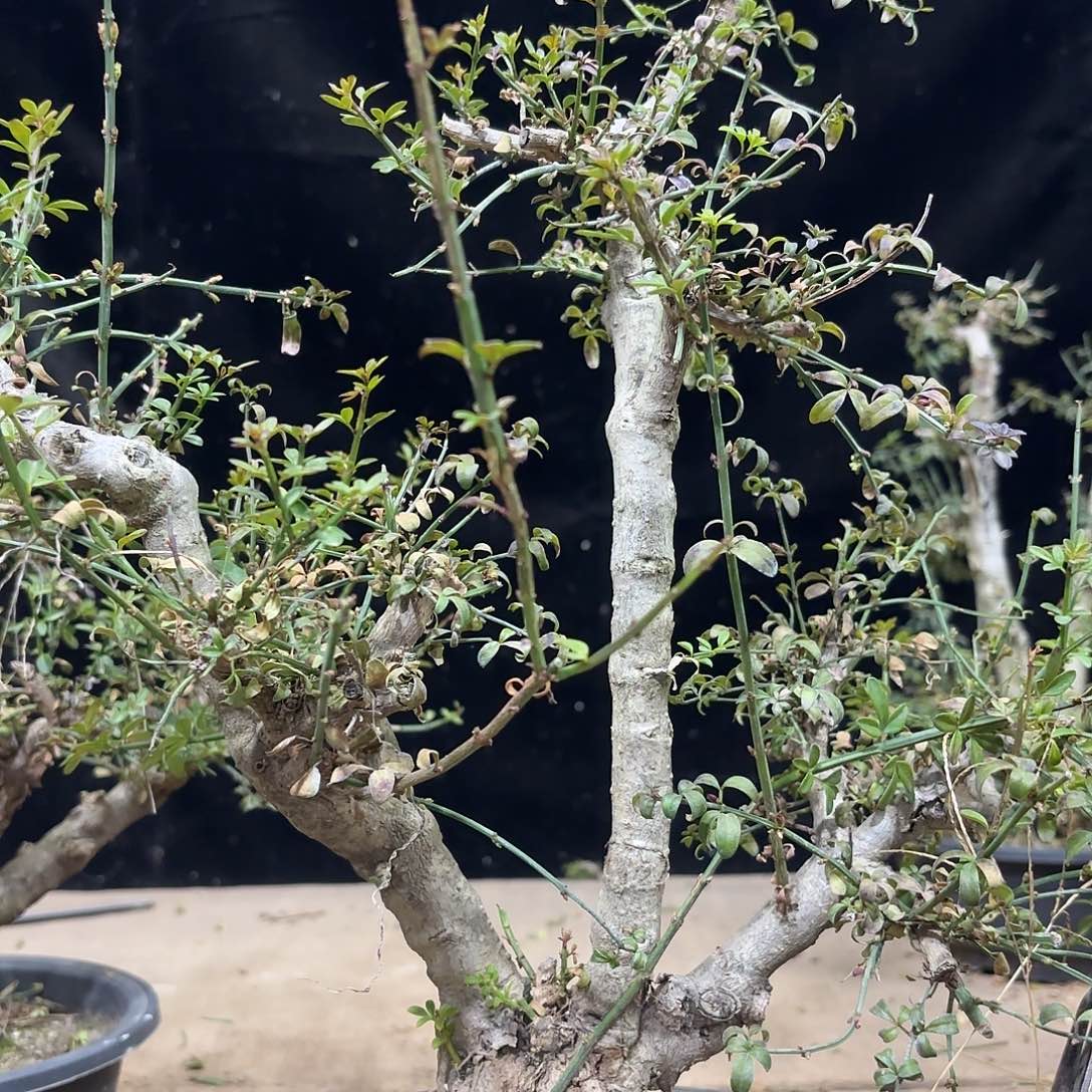 О***О脱盆发货一颗迎春