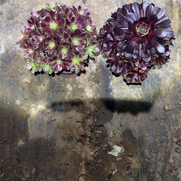 不包侧枝一物一拍25