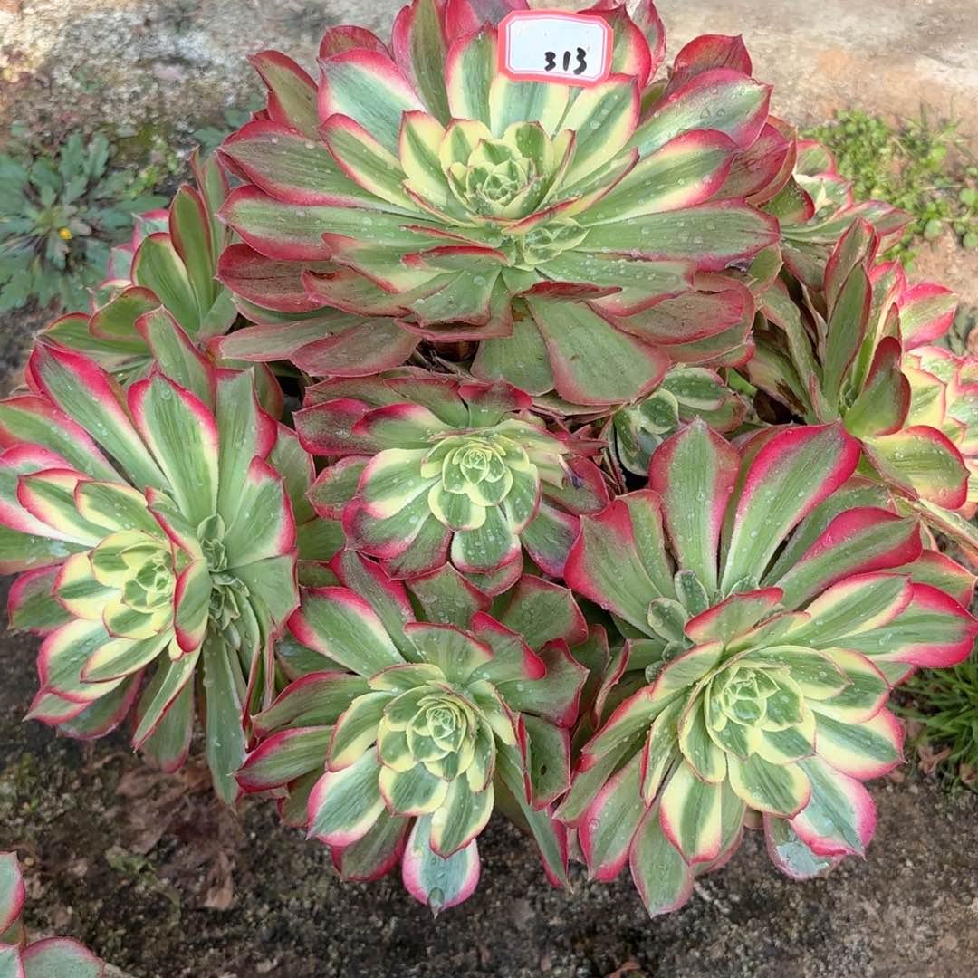 全部花朵313千玺多肉植物