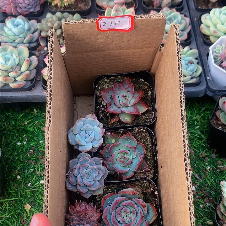 A235惊鸿仙子多肉