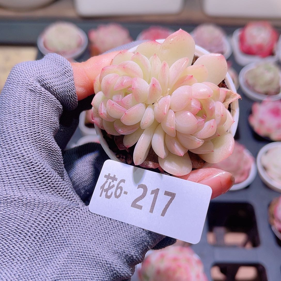 花06-217新品双头