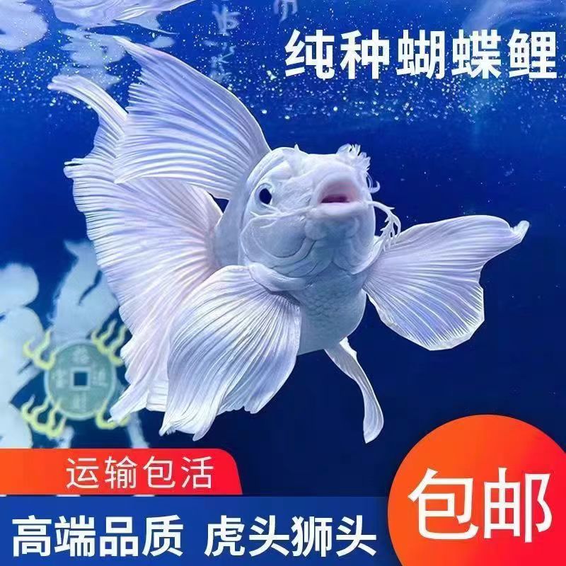 18-23正宗台系狮子头蝴蝶鲤石膏白白短球体耐寒冷水观赏鱼淡水
