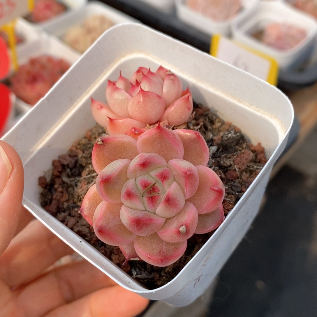 精品多肉一物一拍不包整3