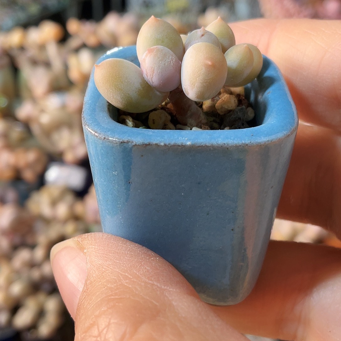 冰*多肉植物的生长发育与生长发育