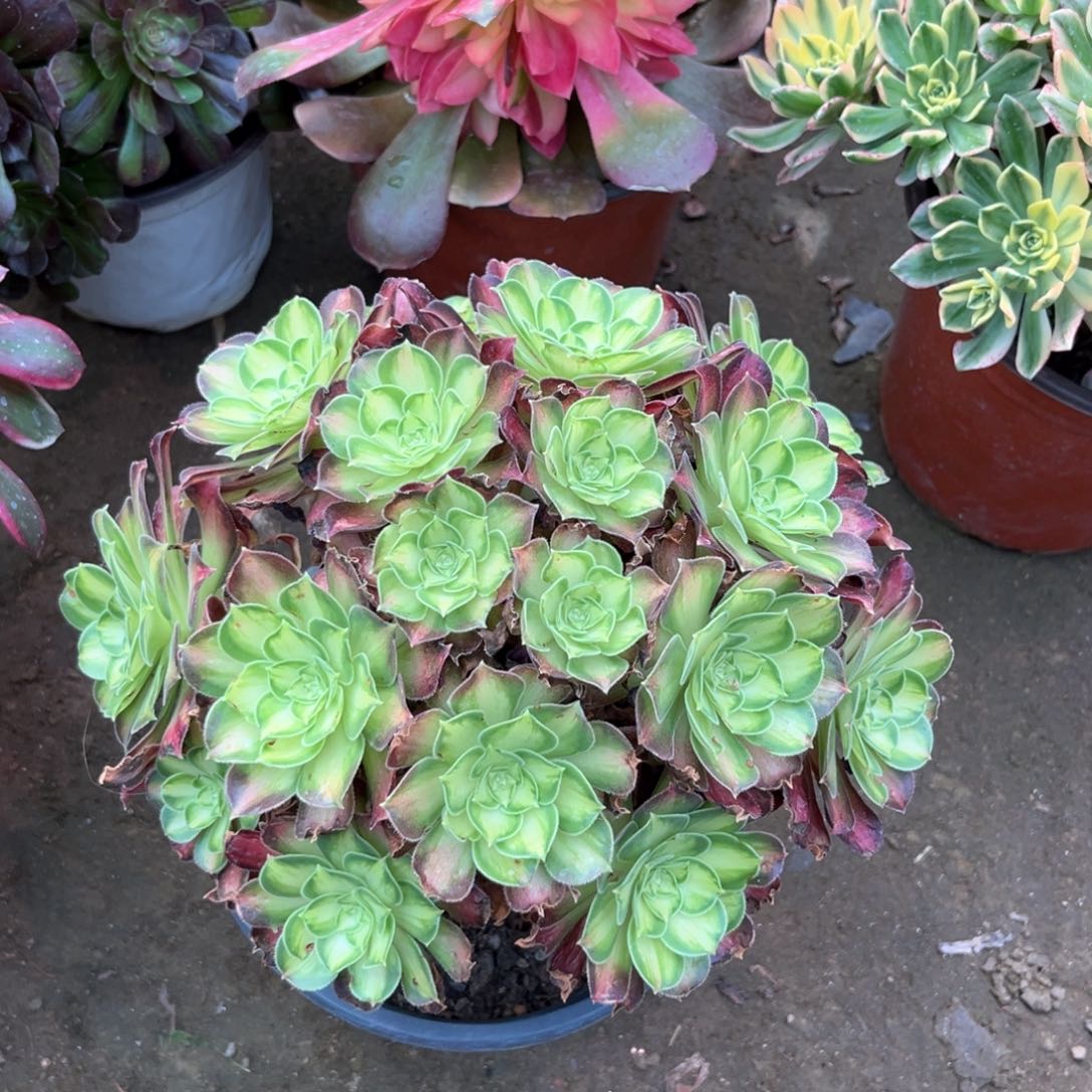 多肉植物韶华1198