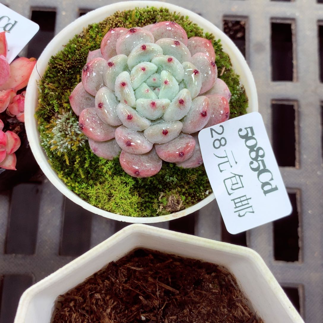 5厘米盆精控多肉5085