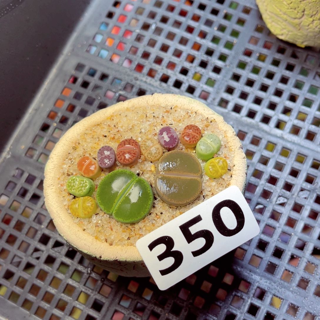 桦350生石花带盆发