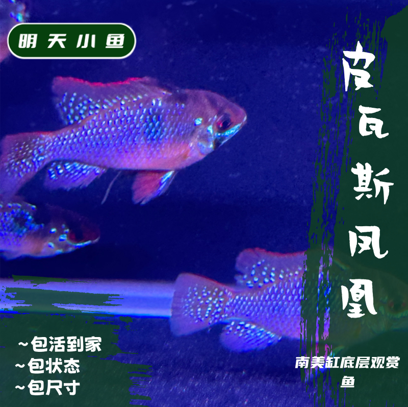 明天小鱼纯种F1皮瓦斯凤凰 小型热带~南美淡水鱼