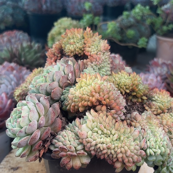 白胖子缀化多肉植物