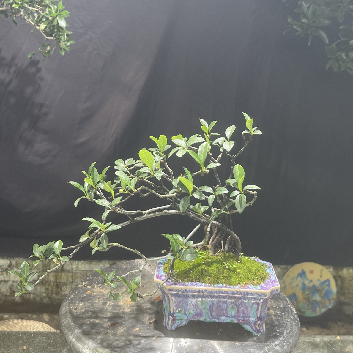 海岛春花茶台小精品，总高度30厘米左右