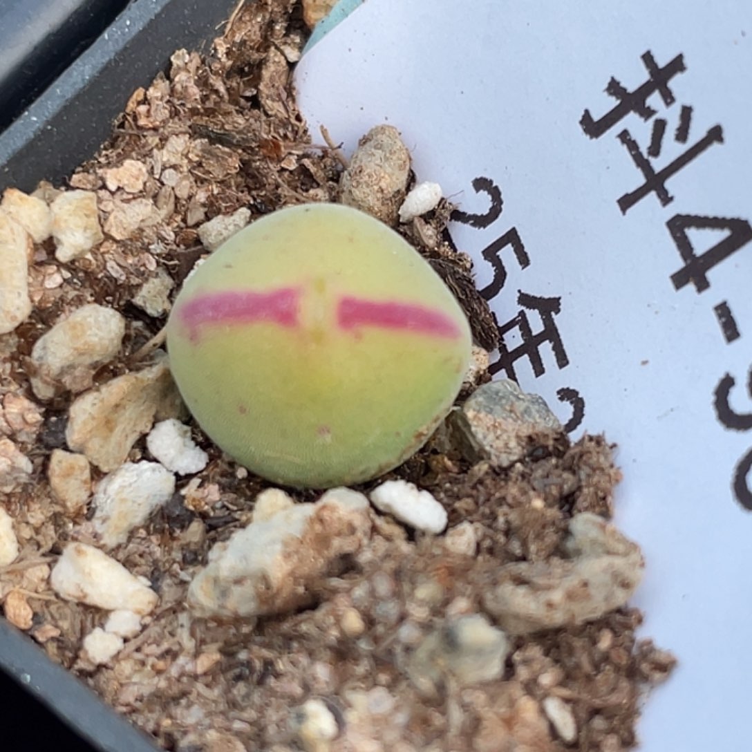 4-96毛将小苗多肉植物