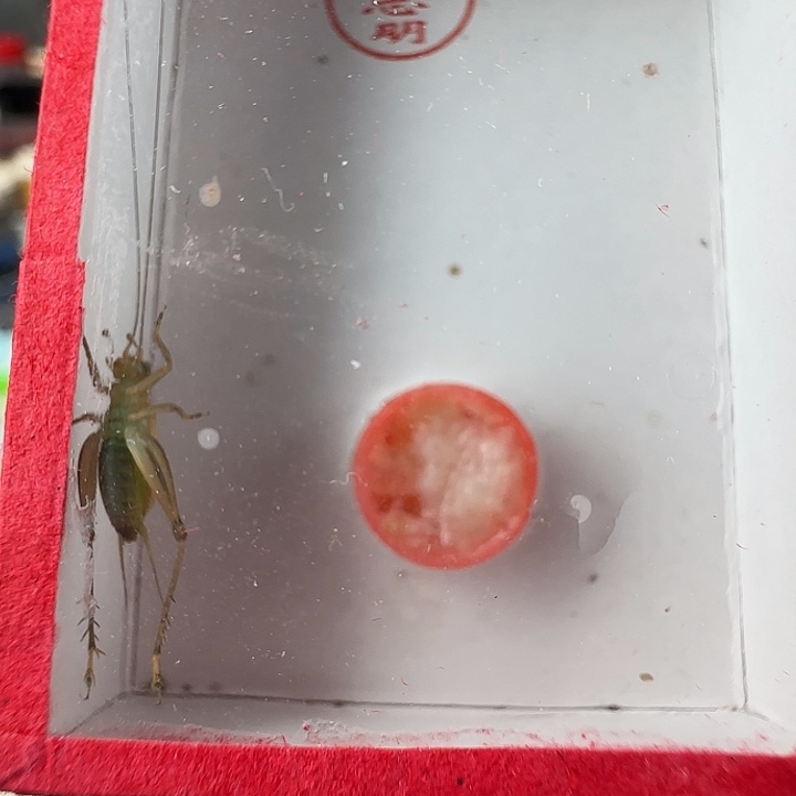 石志明通货一只………………