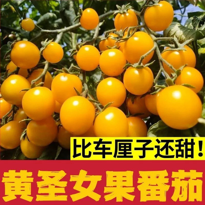 【全场5包包邮】黄圣女果番茄种子
