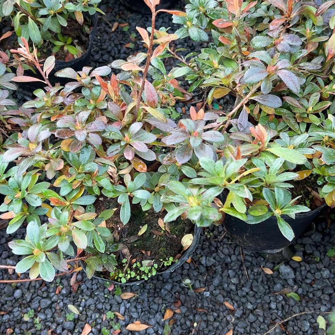 无花朵盆景皋月杜鹃保惠比须