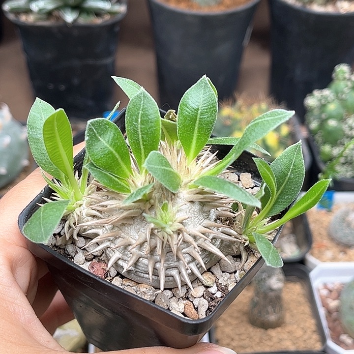 无花朵惠比大黑一颗一颗