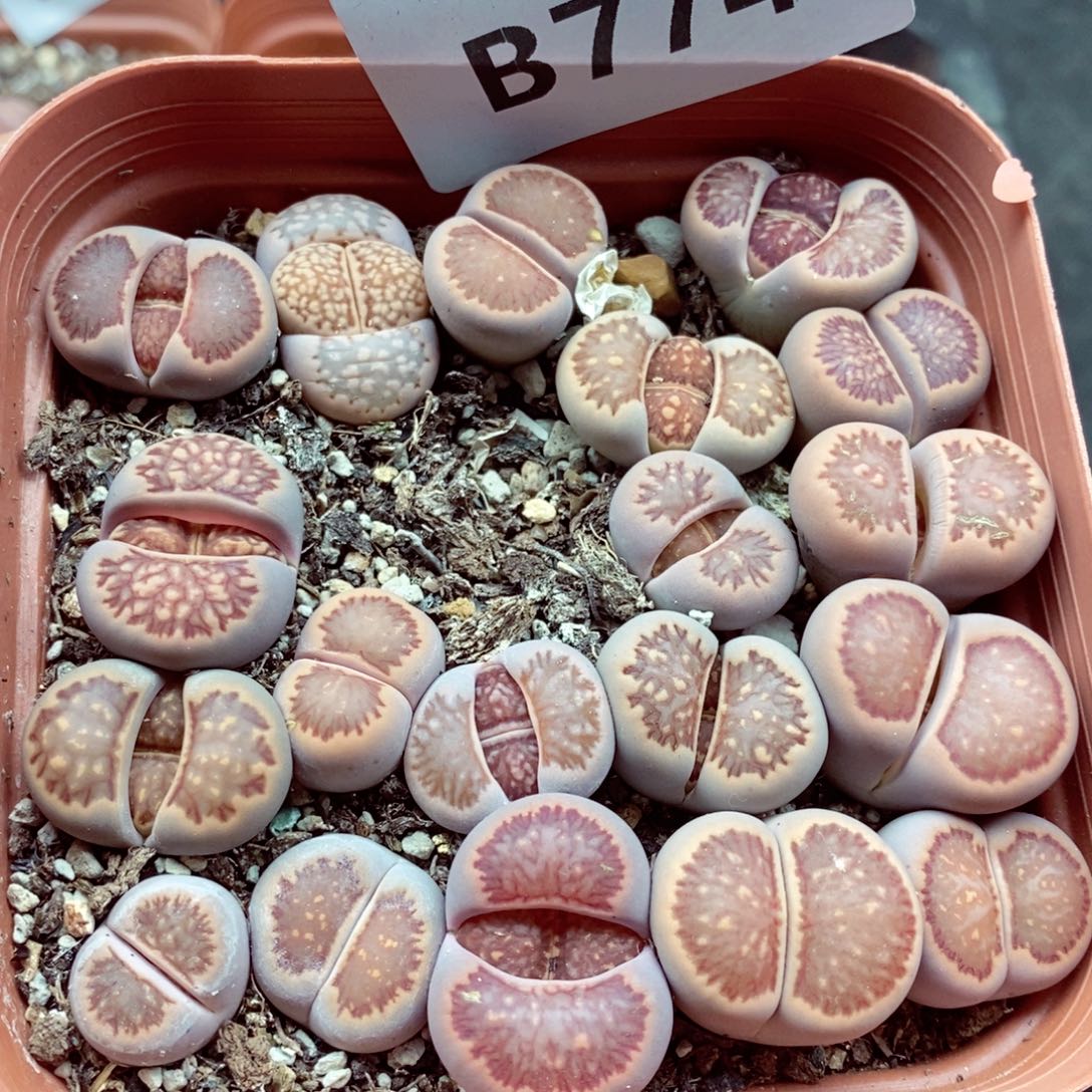 我的小姐姐们都是我774