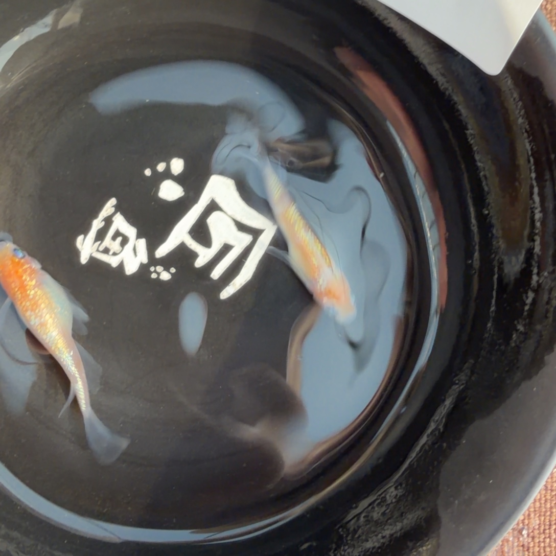青鳉鱼610.H王华真长鳍一对