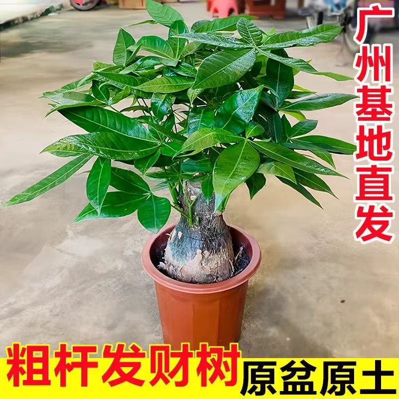 矮桩发财树盆栽室内客厅绿植四季常青易活水培好养小盆景
