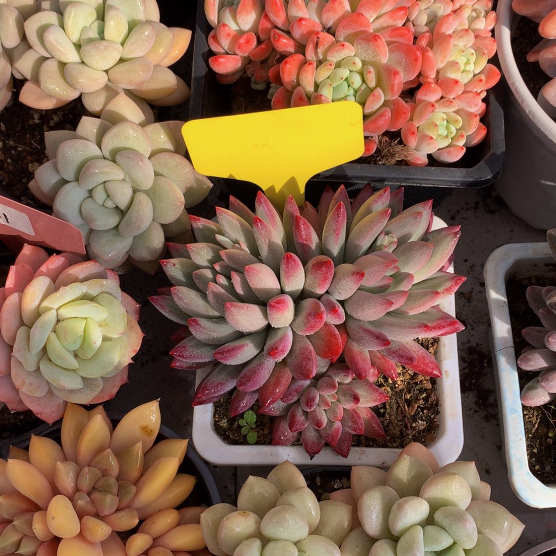 小***杨绿体育美人72727273737