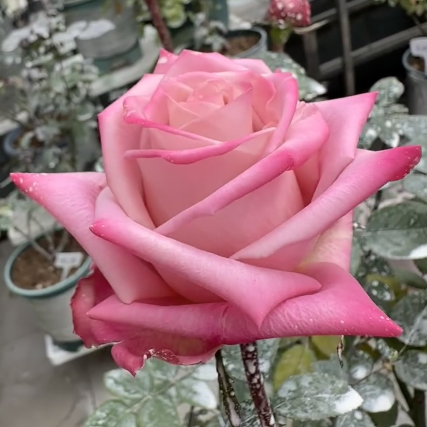 巴巴鲁 根接苗 匠人月季 玫瑰花 四季开花阳台盆栽植物