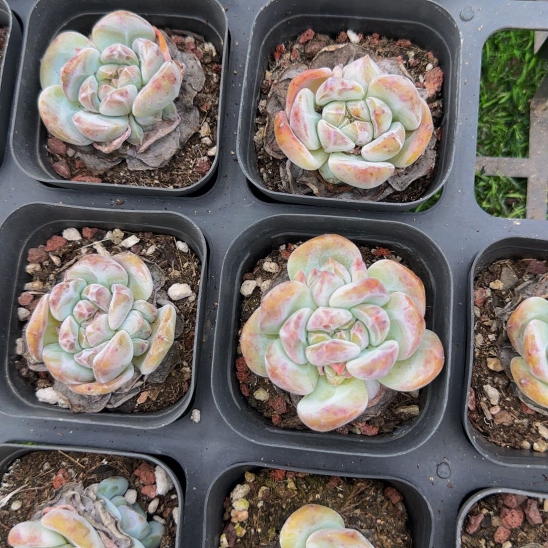 8颗一组带崽石榴籽星影