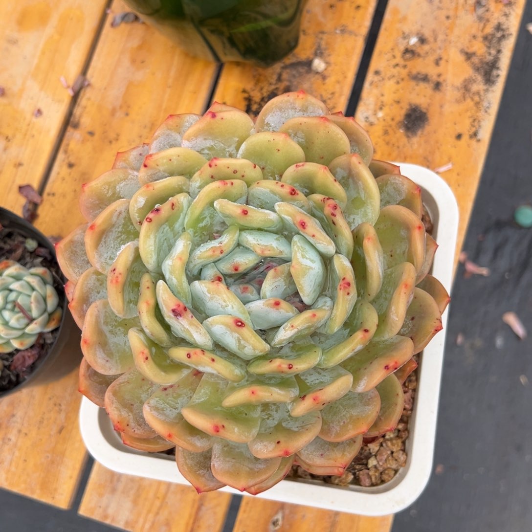 多肉植物单头橙梦露