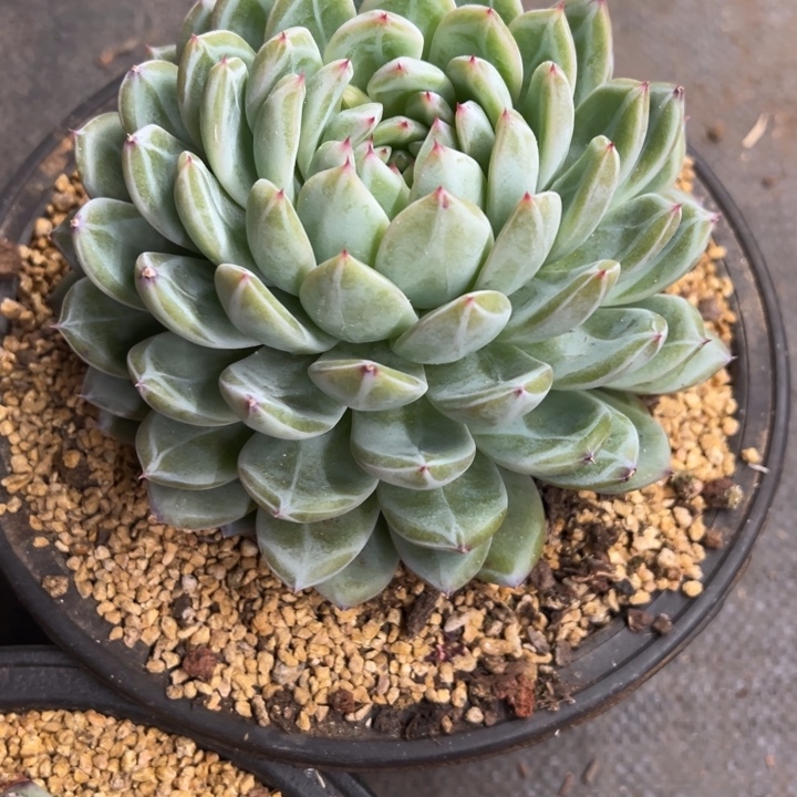 夏***天雪花珍妮 夏鸣园艺