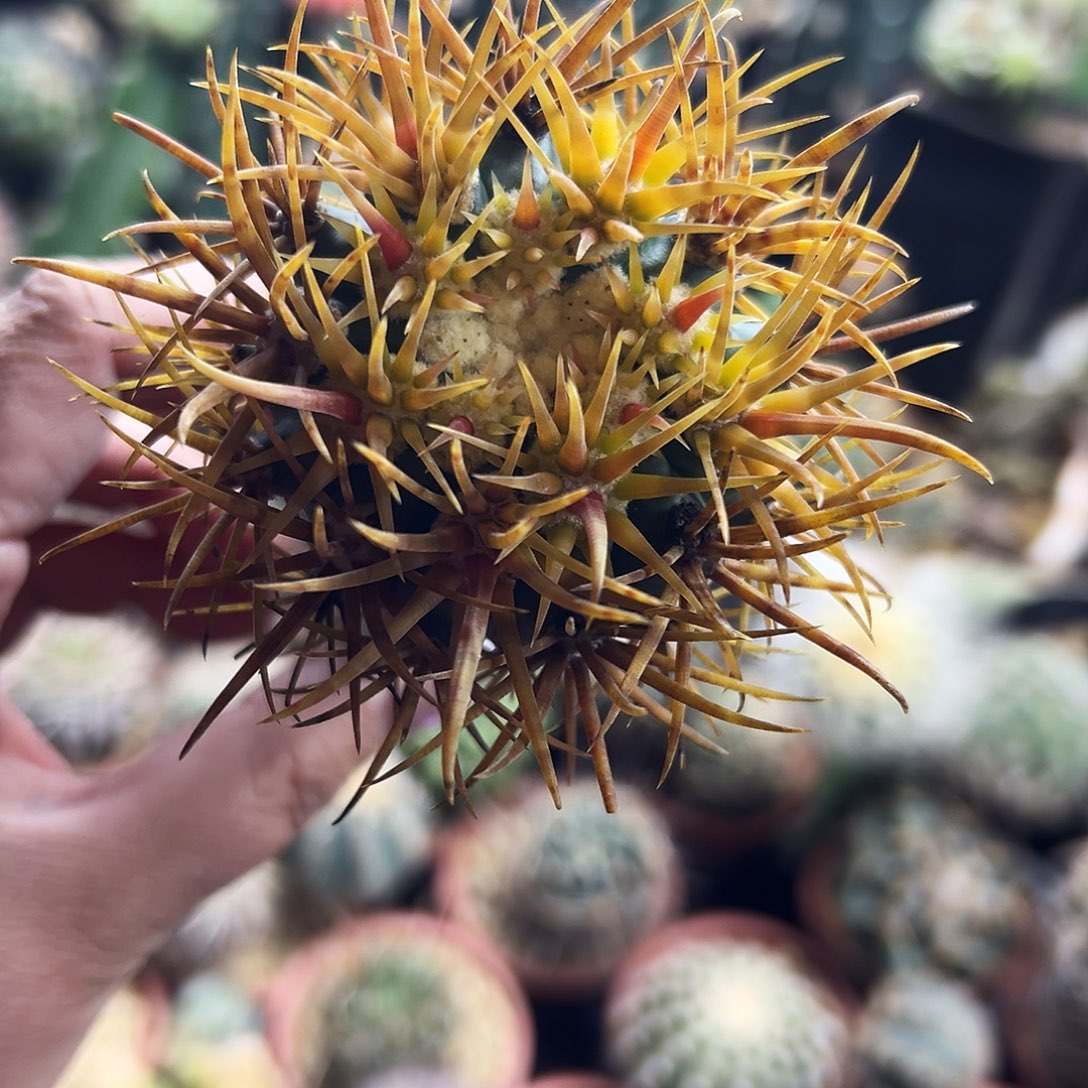 金冠龙仙人球111111111