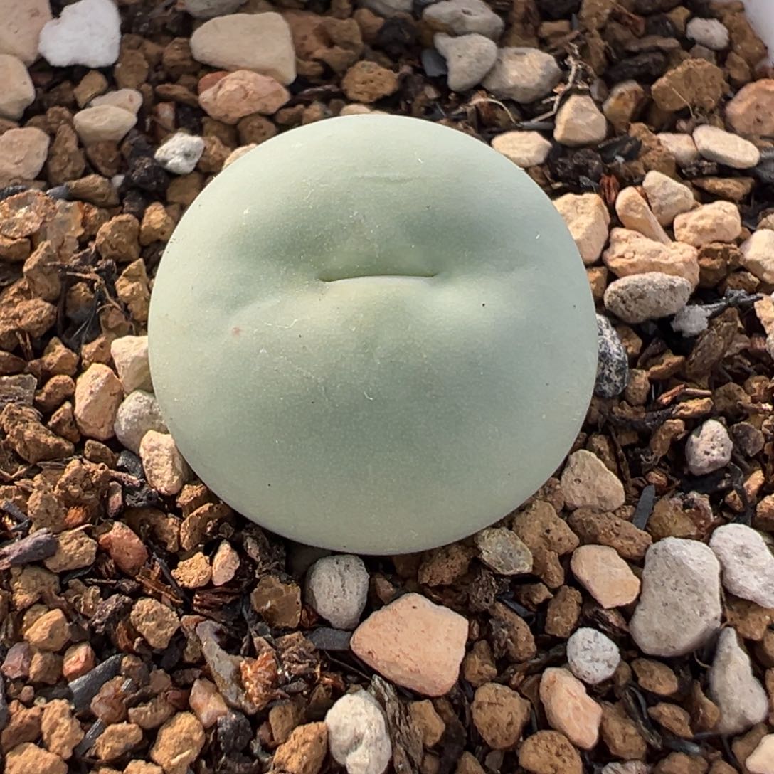 751多肉植物种类多样