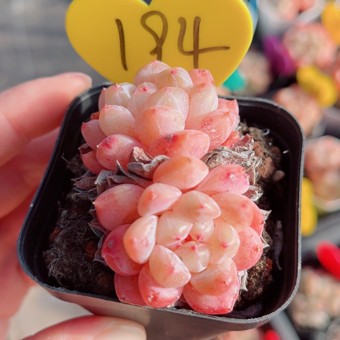 194号小老桩糖心双头