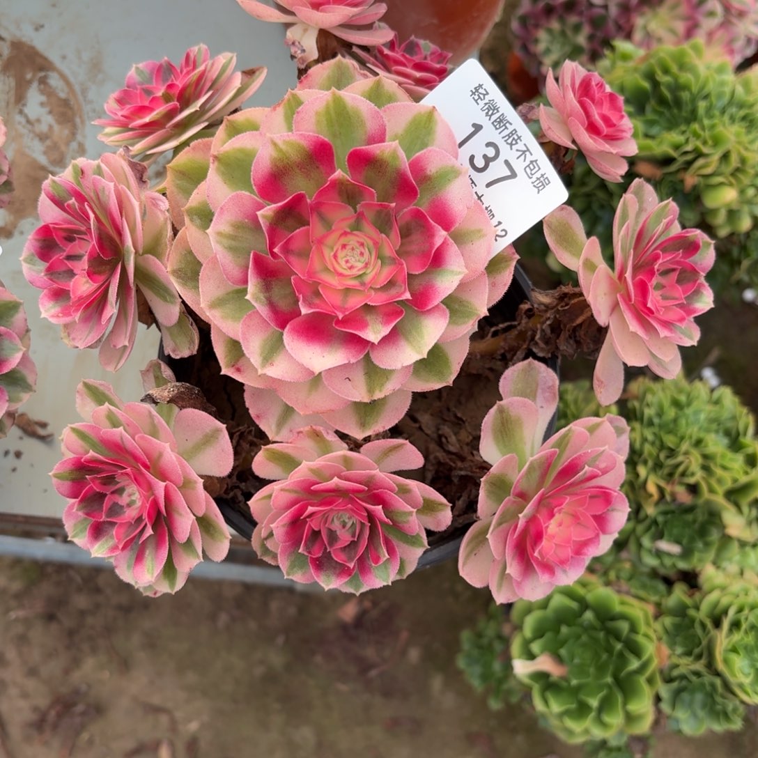 137倾城多肉植物法师