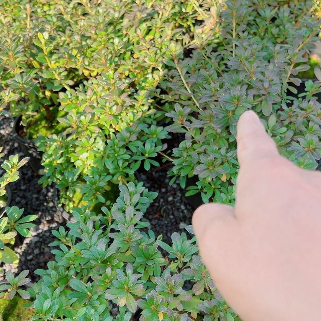 无花朵盆景皋月杜鹃若惠比须