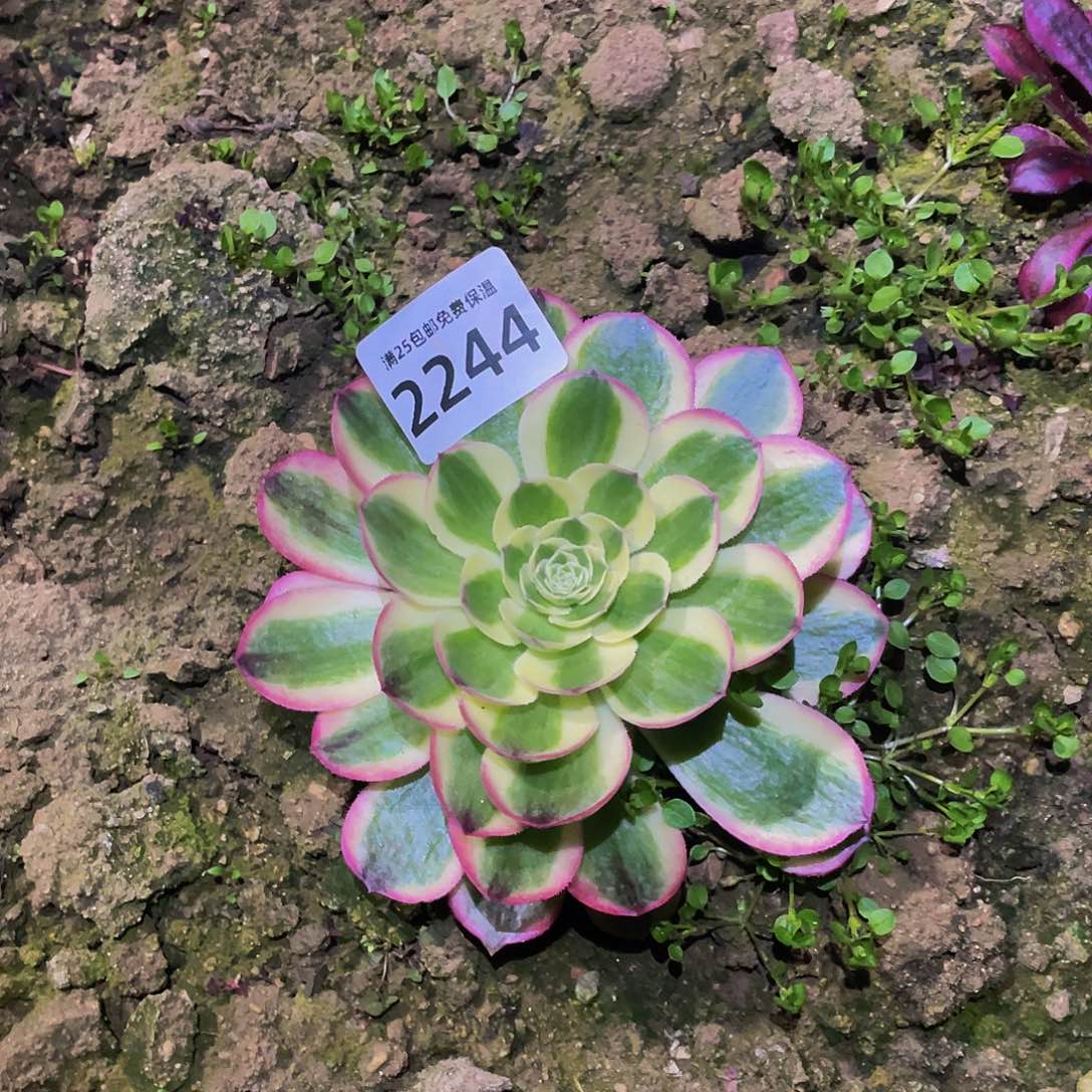 2244荔枝多肉植物