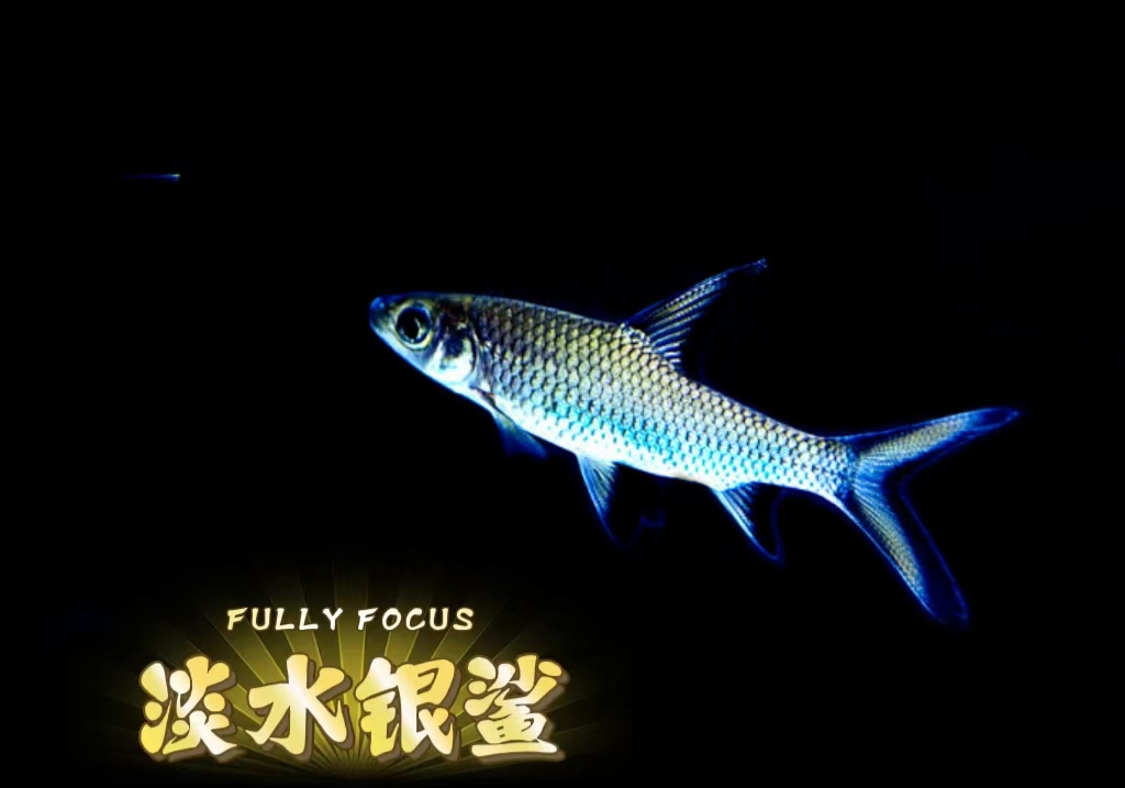 淡水银鲨鱼热带鱼好养耐活