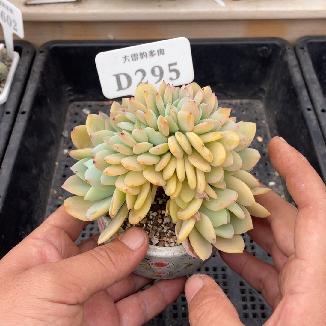 295暮光之城不带盆10厘米
