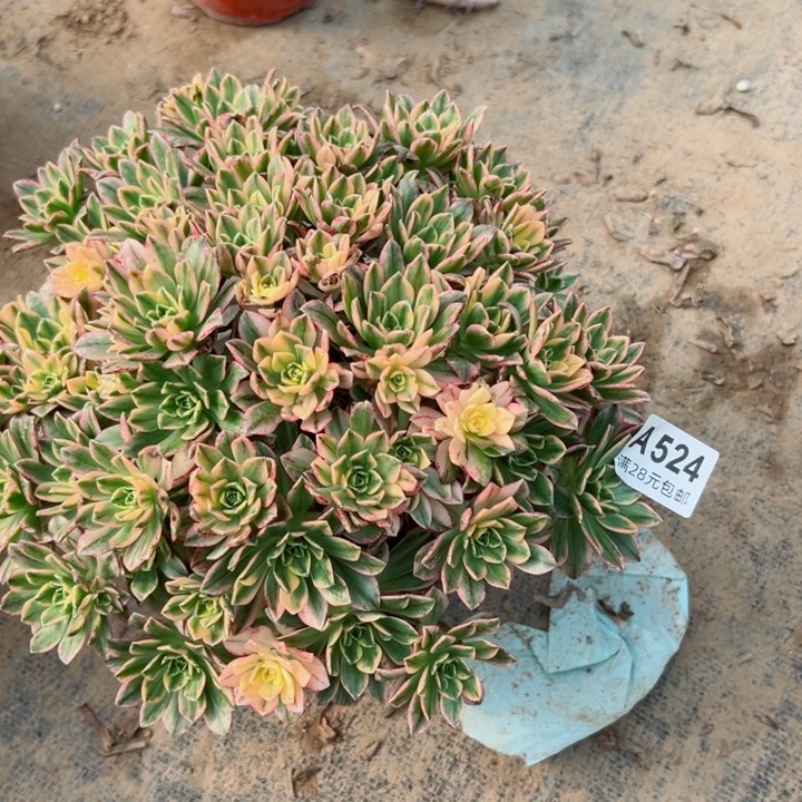 524甜茶多肉植物