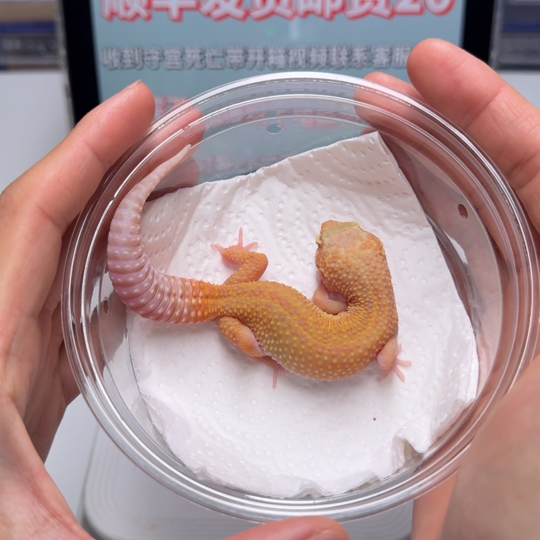 豹纹守宫无纹红眼暴龙