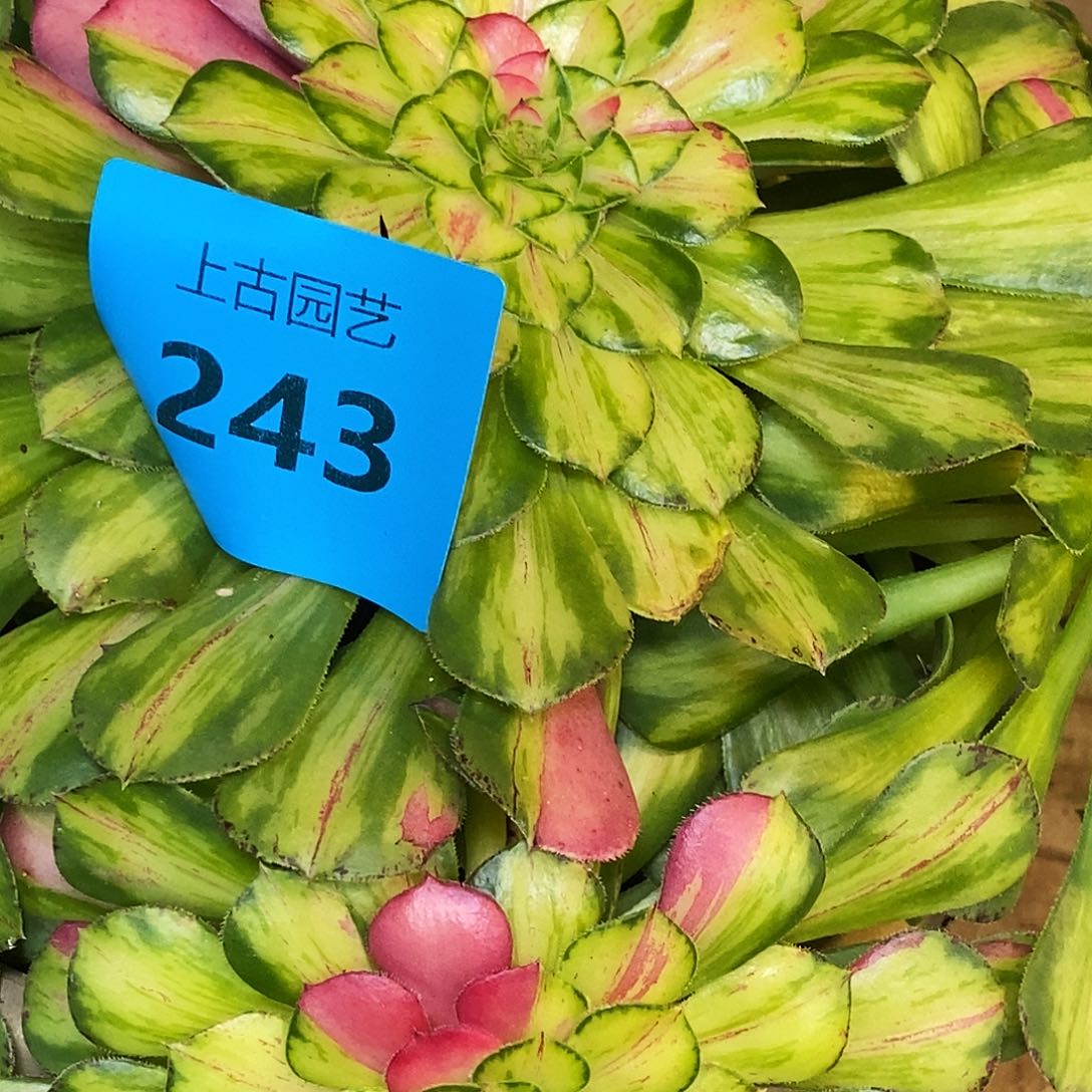 上古园艺多肉法师243