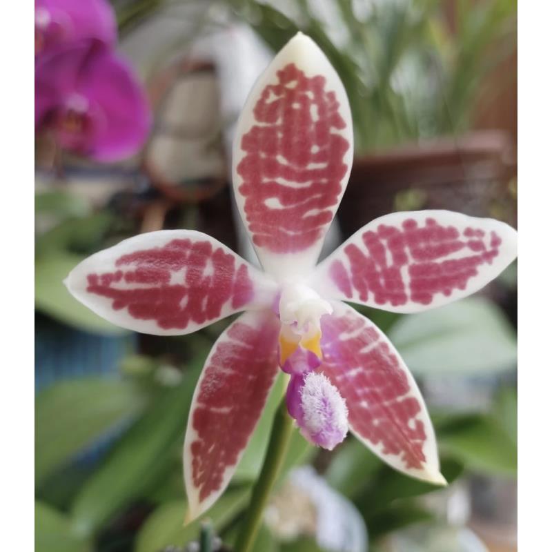 蓝盾交蓝柯宁（苗）2.5寸